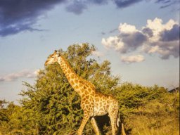 Bilder 2002 - Konzertreise Süd-Afrika